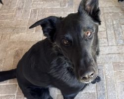 german shepherd dog for adoption in calgary