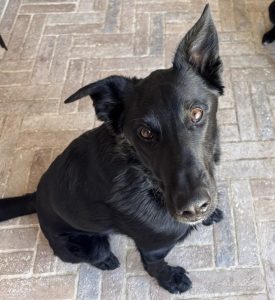 german shepherd dog for adoption in calgary