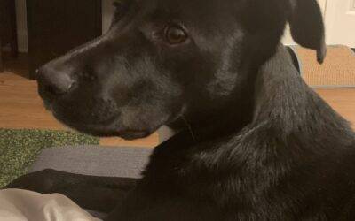 Adopt a Labrador Retriever Border Collie Mix Puppy in Arlington Virginia – Supplies Included – Meet Kurt