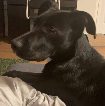 Black Labrador Retriever Mix Dog for Adoption in Arlington VA