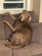 SILVER Labrador Retreiver For Adoption In Calgary Alberta