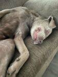 Silver labrador retreiver for adoption in calgary alberta