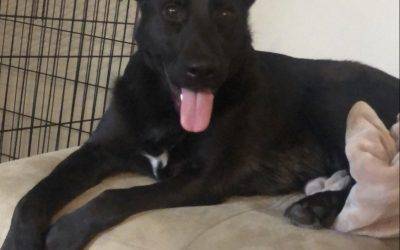 Black german shepherd border collie mix dog for adoption in apex nc – all supplies included