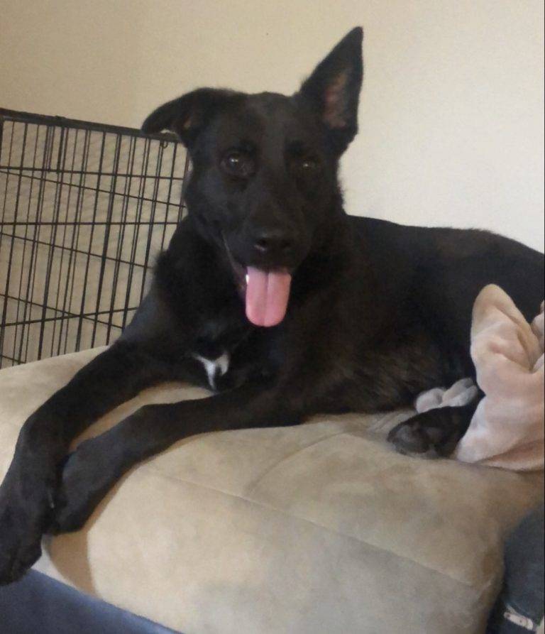 Black German Shepherd Border Collie Mix Dog For Adoption In Apex Nc All Supplies Included