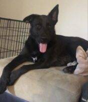 Black German Shepherd Border Collie Mix Dog For Adoption Apex NC