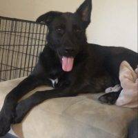 Black German Shepherd Border Collie Mix Dog For Adoption Apex NC