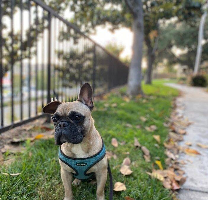 ADOPTED French Bulldog For Adoption in El Cajon California – Supplies Included – Adopt Melon
