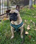 French Bulldog For Adoption El Cajon CA
