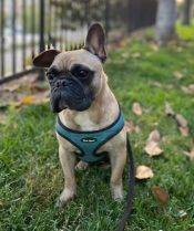 French Bulldog For Adoption El Cajon CA