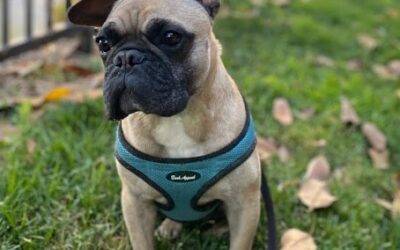 Adopted french bulldog for adoption in el cajon california – supplies included – adopt melon