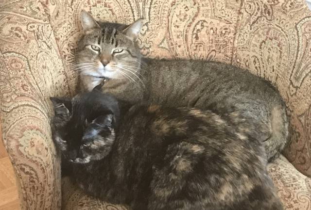 Grey Tabby and Tortie Cats For Adoption in Fort Wayne Indiana – Supplies Included – Adopt Junior and Tinkerbelle