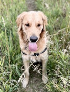 Golden Retriever Dog For Adoption In Calgary AB