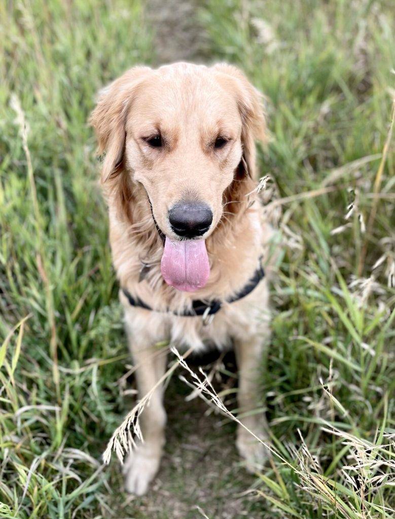 Golden Retriever Dog For Adoption in Calgary AB