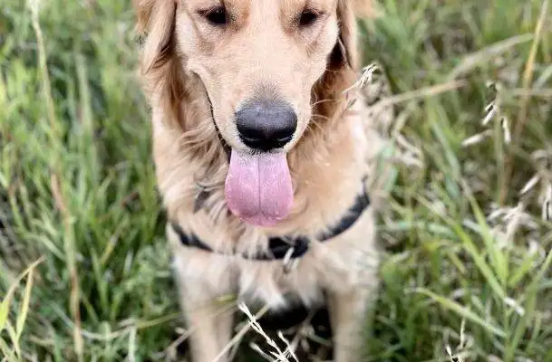 Golden Retriever Dog For Adoption in Calgary AB