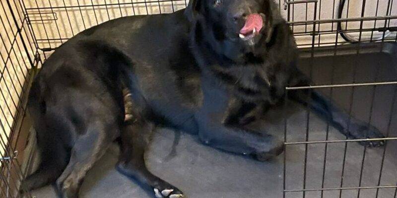 Black Labrador Retreiver For Adoption In Wiley, Texas -Supplies Included – Adopt Shaggy In Wylie Tx