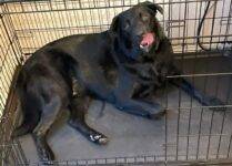 Shaggy Is A Black Labrador Retriever Needing A Loving Home In Wiley Texas