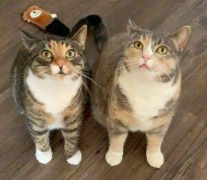 Calico Cats For Adoption In Edmonton AB