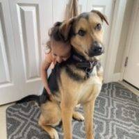 German Shepherd Mix Dog For Adoption In Airdrie AB
