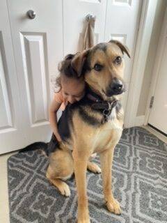 German Shepherd mix Dog For Adoption in Airdrie AB
