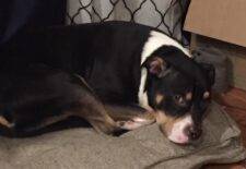 Rottweiler American Pit Bull Terrier Mix Dog For Adoption In Bayonne NJ