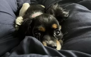 Cute rosie, a cavalier king charles spaniel puppy for adoption in calgary, poses on the couch, looking beguiling.