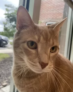 Dexter is a declawed orange tabby cat for adoption in louisville ky