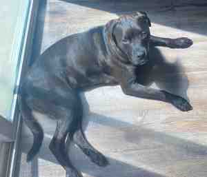Labrador retriever dog for adoption in san antonio texas