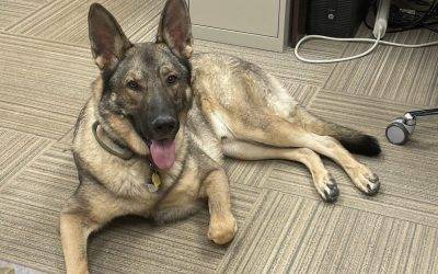 Purebred sable german shepherd dog for adoption in universal city texas – meet ranger