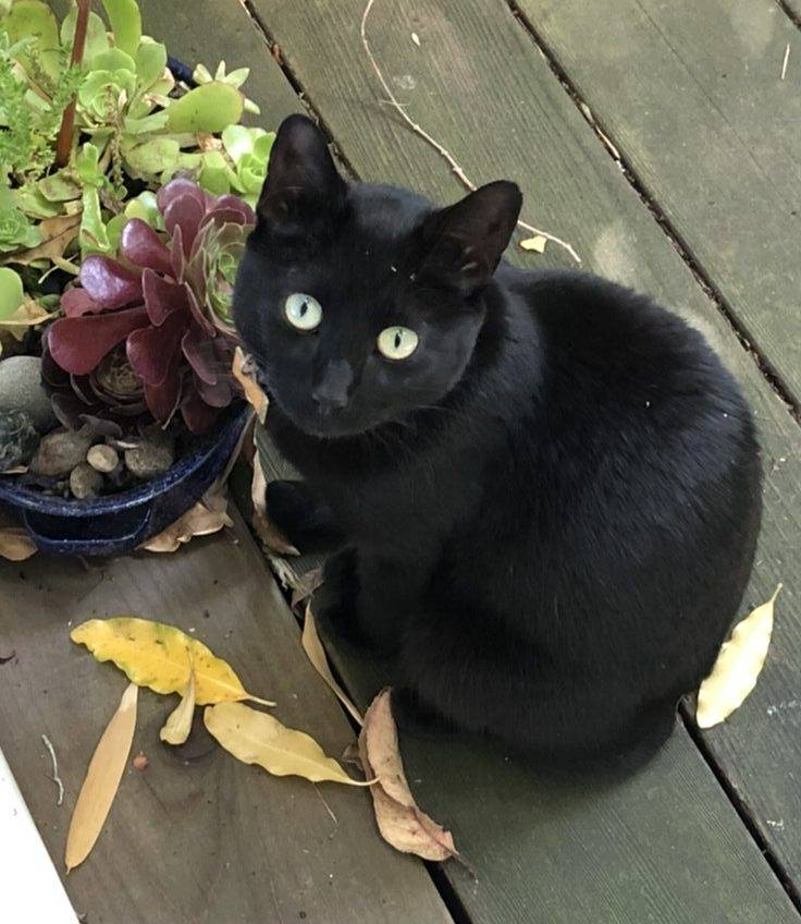 Sweet black cat for adoption in san diego ca