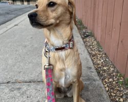 Dog for adoption in spring valley ca