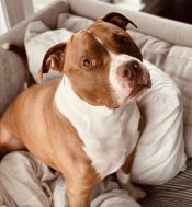 American Staffordshire Terrier For Adoption In Edmonton, Teemu, Looks At The Camera In A "side-eye" Glance.