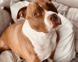 American staffordshire terrier for adoption in edmonton, teemu, looks at the camera in a "side-eye" glance.