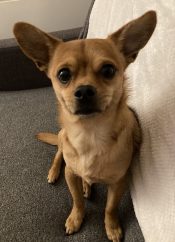 Fawn Chihuahua Dog For Adoption In Bronx NY Stands Looking At The Camera