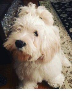Maltese cocker spaniel mix dog for adoption in bronx ny – adopt lu