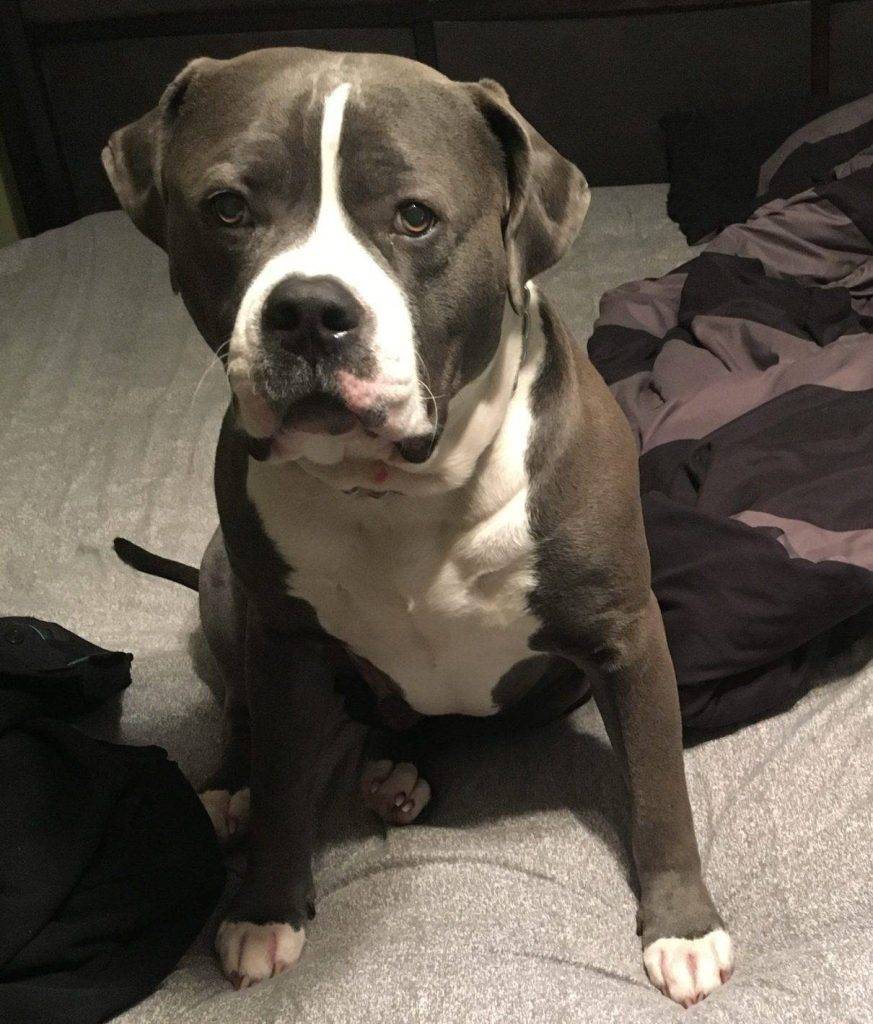Blue nosed american pit bull terrier (pitbull) dog for adoption in abbotsford bc canada,