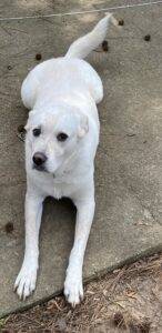 Amazing white labrador retriever mix dog for adoption in fayetteville ga – adopt ryder