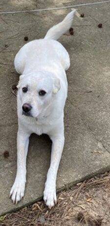 White Labrador Retriever Mix Dog For Adoption In Fayetteville GA
