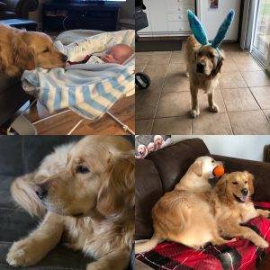 Oakley, a purebred golden retriever for adoption in peterborough (selwyn) ontario.