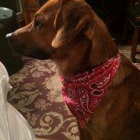 Red Labrador Retriever Mix For Adoption