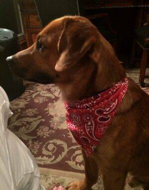 Red Labrador Retriever Mix For Adoption