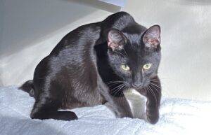 Black cat for adoption in palmetto georgia – supplies included – adopt jasper