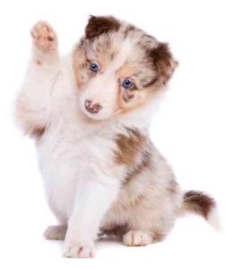 Merle border collie puppy giving high five
