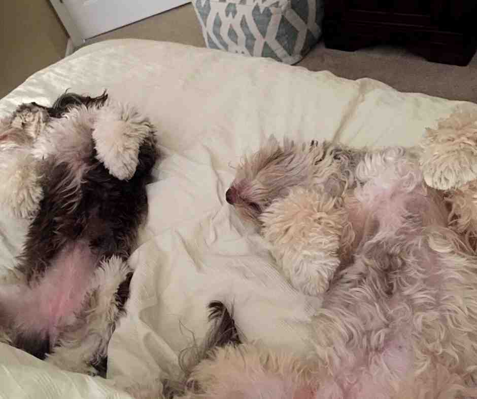 Two havanese dogs lay bac k, exposing their fluffy tummies