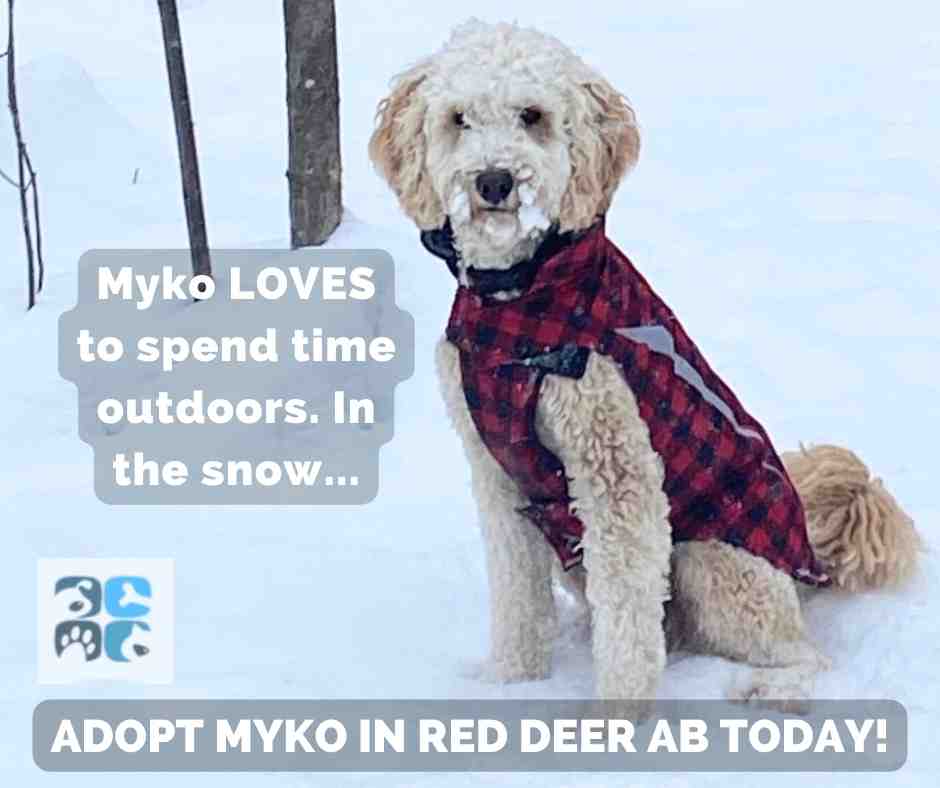 Photo of myko, a blonde miniature australian labradoodle dog for adoption in red deer calgary edmonton alberta