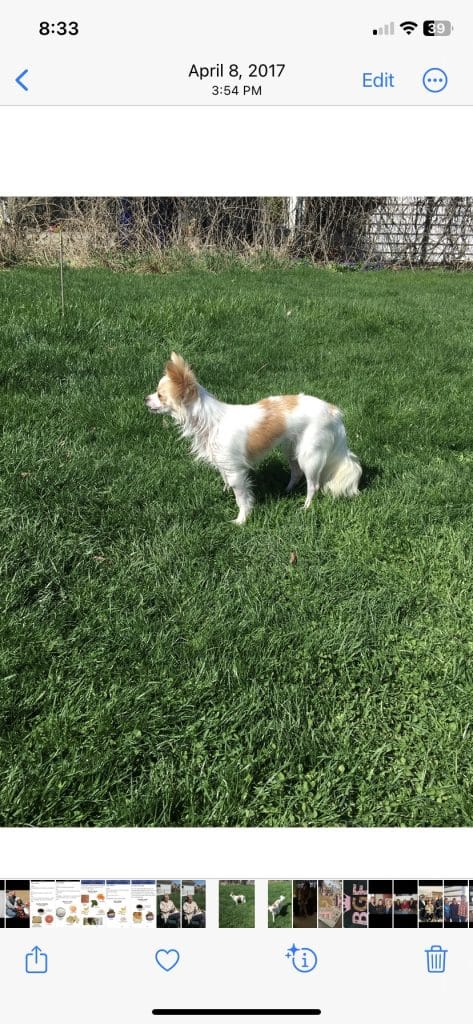 Female longhaired chihuahua dog for adoption in lafayette kokomo indiana