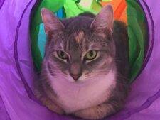 Siamese Cat For Adoption In Delanco NJ