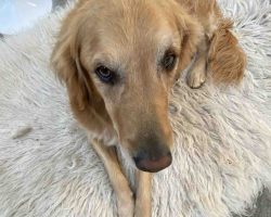 Golden retriever for adoption calgary