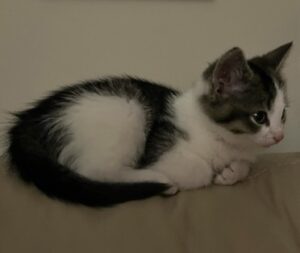 Sweet 8 week old bi-color kitten for adoption in calgary (airdrie) ab - adopt kiki
