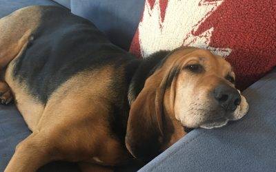 Denver co – gorgeous coon hound for private adoption – meet lily
