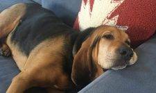 Lily Coonhound For Private Adoption In Denvver CO